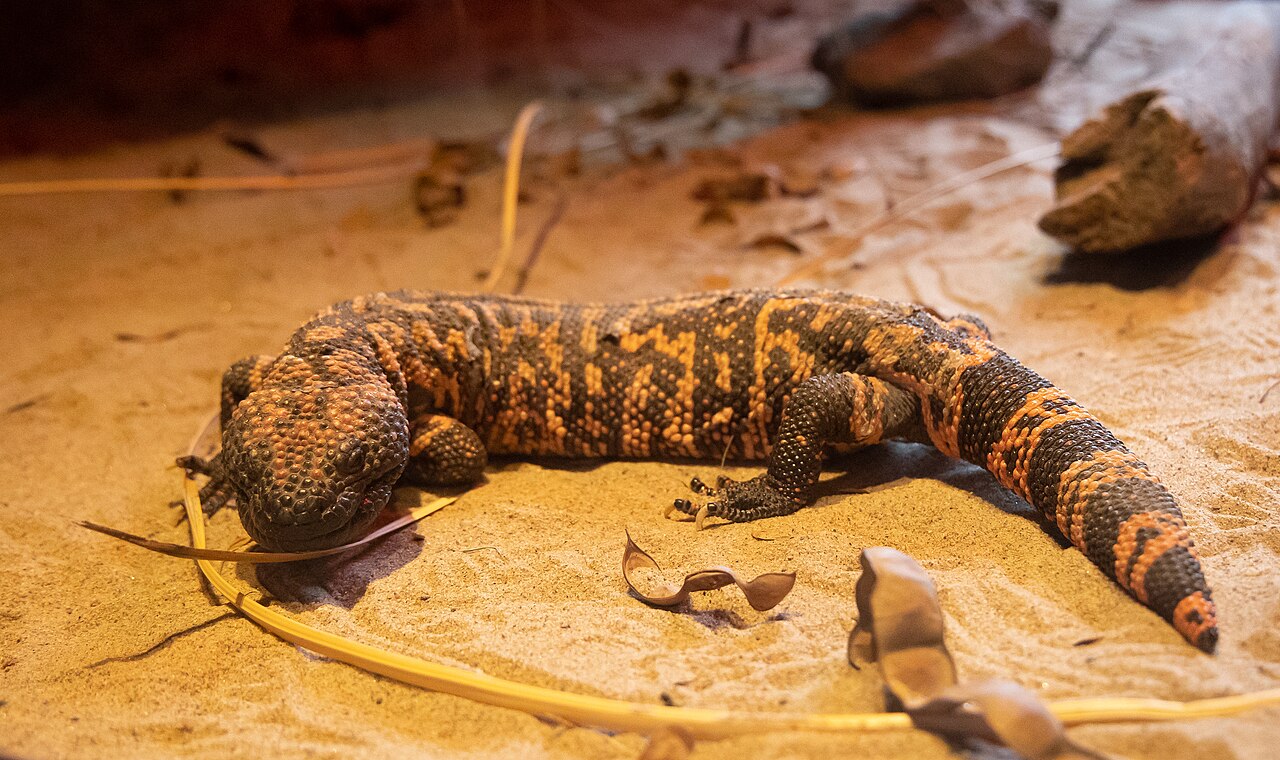 Gila monster, kadal gurun Arizona