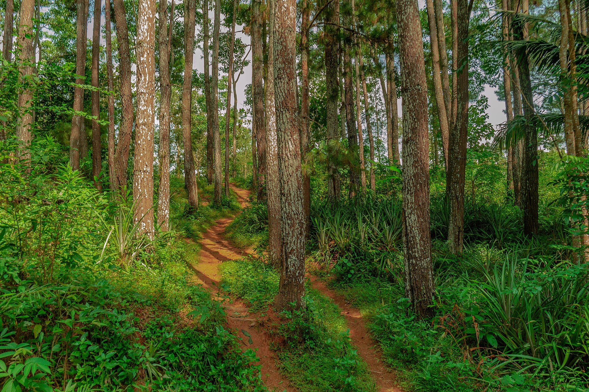 Jalan setapak tanah merah berkelok di antara pohon pinus menjulang di hutan hijau Mangunan, Yogyakarta